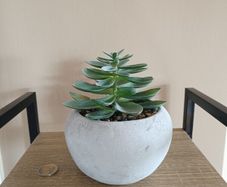 Fake Succulent Plant