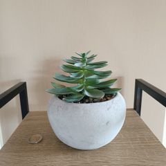 Fake Succulent Plant