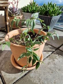interior plant