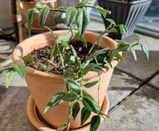 interior plant