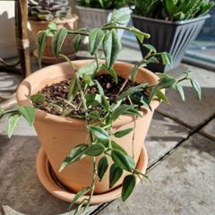 interior plant