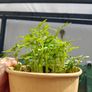 Tomato Plants Image 2