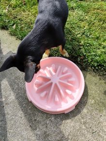 Slow Feeding Bowl - Pink