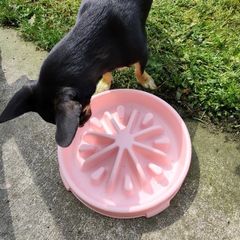 Slow Feeding Bowl - Pink