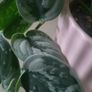 Scidnapsus pictus " Silver Ann" Satin pothos. House plant Image 4