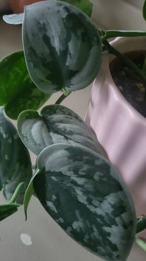 Scidnapsus pictus " Silver Ann" Satin pothos. House plant