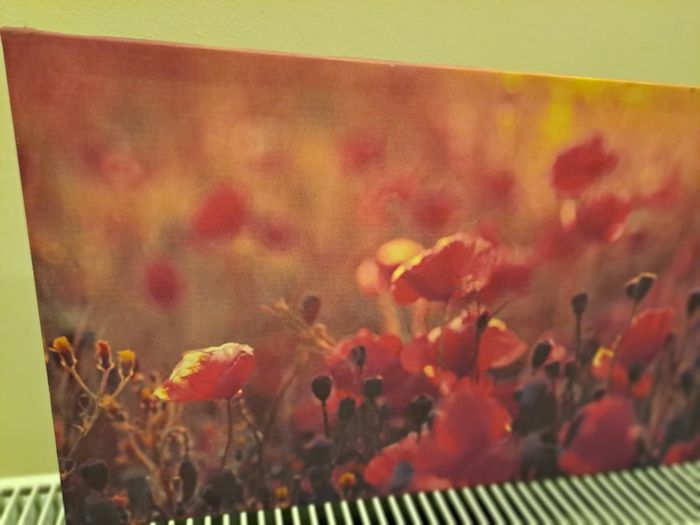 Picture of poppies canvas