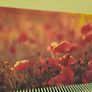 Picture of poppies canvas Image 6