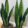 Sansevieria Zeylanica in 19cm pot and 80cm in height Image 3