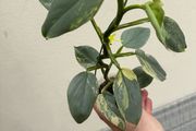 Rare houseplant Philodendron Silver Sword variegata