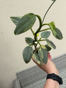 Rare houseplant Philodendron Silver Sword variegata