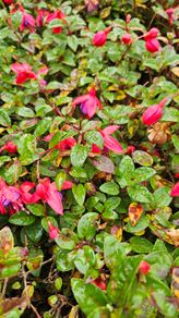 Fuchsia Plants 2euros