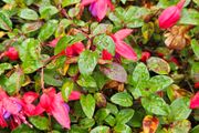 Fuchsia Plants 2euros