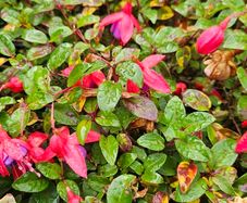 Fuchsia Plants 2euros