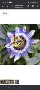 Passiflora climber plant.