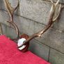 3 Deer mounts 2 Fallow 1 Red Deer Image 8