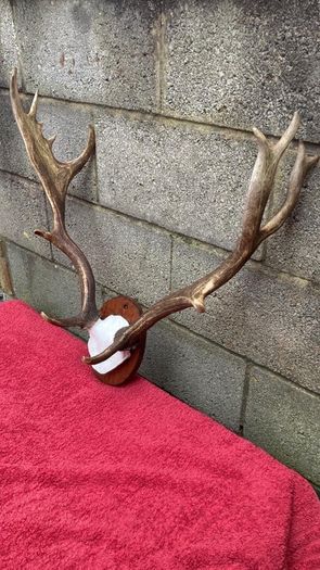 3 Deer mounts 2 Fallow 1 Red Deer