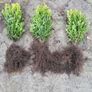 Box Hedging Image 4