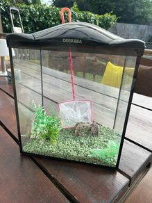 FISH tank