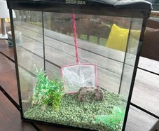 FISH tank