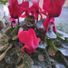 cyclamen