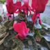 cyclamen