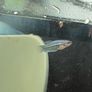 betta Image 4