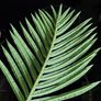 Beautiful Artificial Flower from Avoca NEW! Image 4
