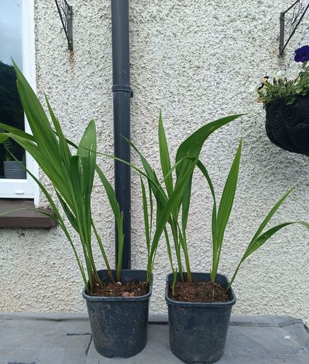2 Lucifer Plants