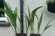 2 Lucifer Plants