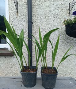 2 Lucifer Plants