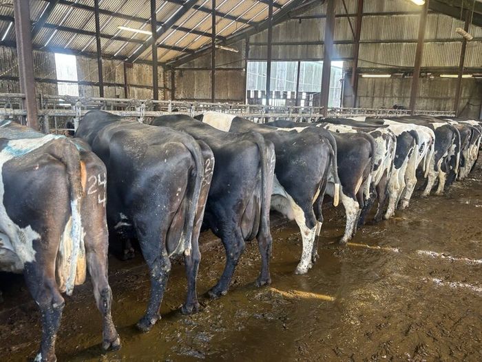 Calved and incalf Dairy cows and heifers