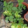 wild strawberries Image 2