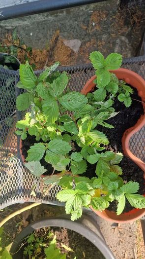 wild strawberries