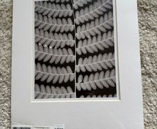 Pair of Habitat black and white prints