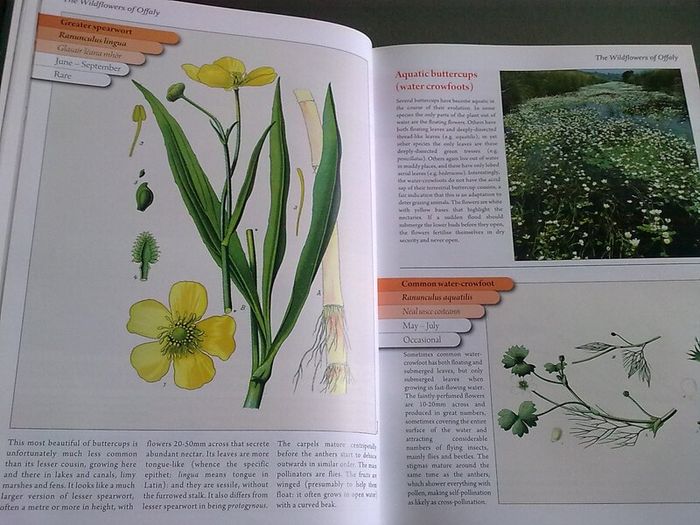 The Wildflowers of Offaly by John Feehan Ireland Irish