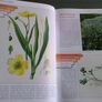 The Wildflowers of Offaly by John Feehan Ireland Irish Image 6