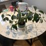 Ginseng Ficus Bonsai Ficus microcarpa Image 3