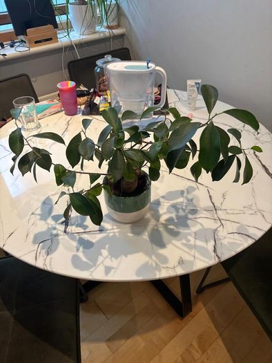 Ginseng Ficus Bonsai Ficus microcarpa