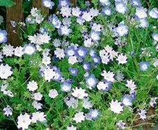 (N) Baby Blue Eyes Mixed seeds 1g (180719)