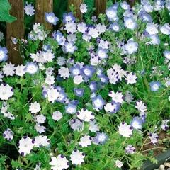 (N) Baby Blue Eyes Mixed seeds 1g (180719)