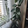 Ficus Abijan. Image 3