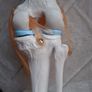 Life Size Flexible Knee Joint Anatomical Model Skelton Functional Ligament Medical Model in Perfect Condition Image 6