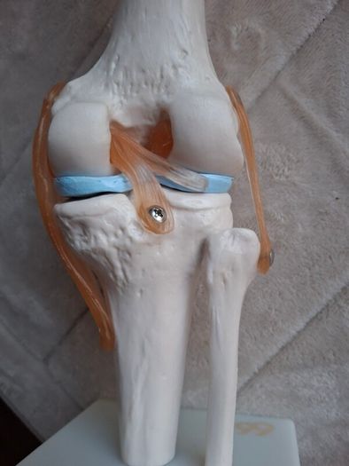 Life Size Flexible Knee Joint Anatomical Model Skelton Functional Ligament Medical Model in Perfect Condition