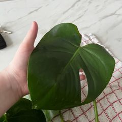 plant