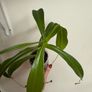 Carnivorous houseplant Nepenthes pitcher plant Image 2