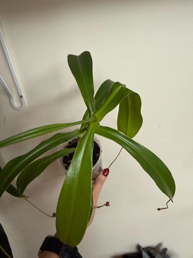 Carnivorous houseplant Nepenthes pitcher plant