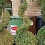 Buxus Sempervirens Image 3