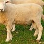 New Zealand Romney Rams Image 2
