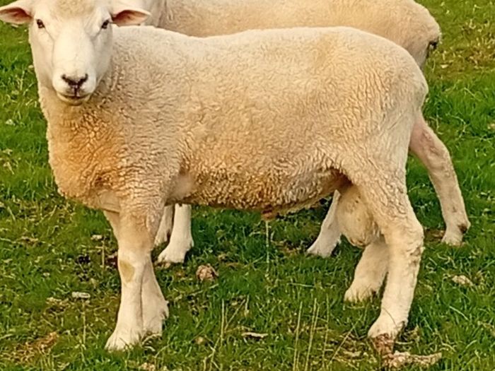 New Zealand Romney Rams